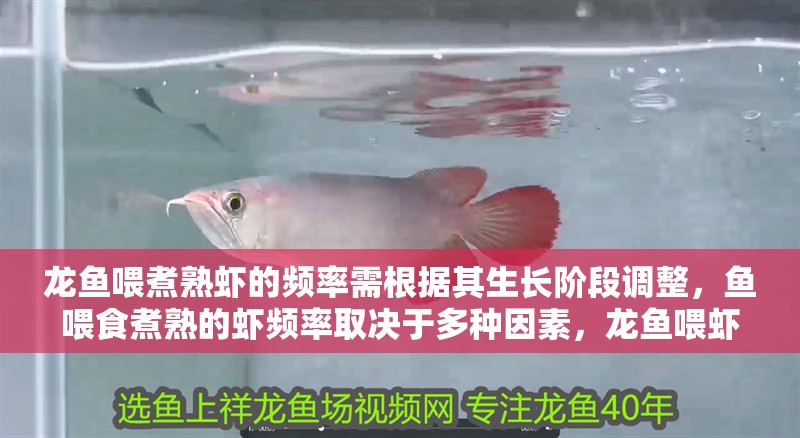 龍魚喂煮熟蝦的頻率需根據其生長階段調整，魚喂食煮熟的蝦頻率取決于多種因素，龍魚喂蝦的頻率取決于多種因素