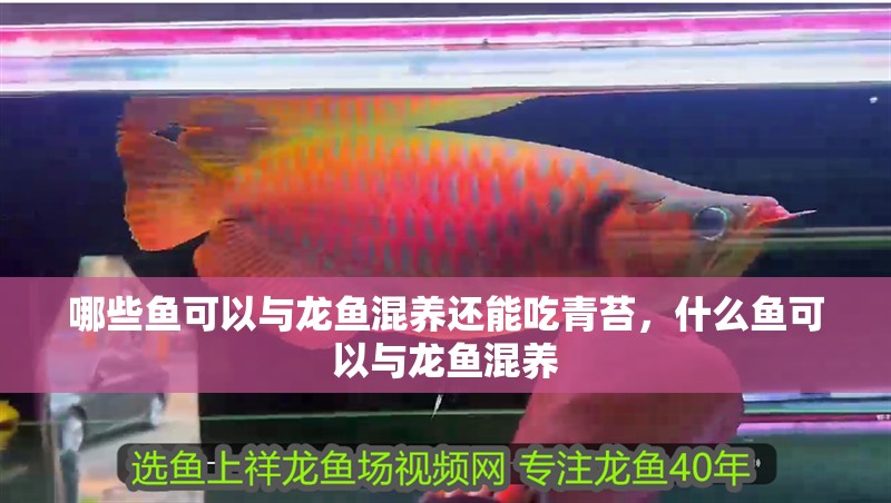 哪些魚可以與龍魚混養(yǎng)還能吃青苔，什么魚可以與龍魚混養(yǎng)
