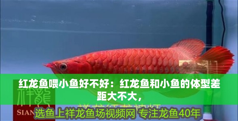 紅龍魚喂小魚好不好：紅龍魚和小魚的體型差距大不大，