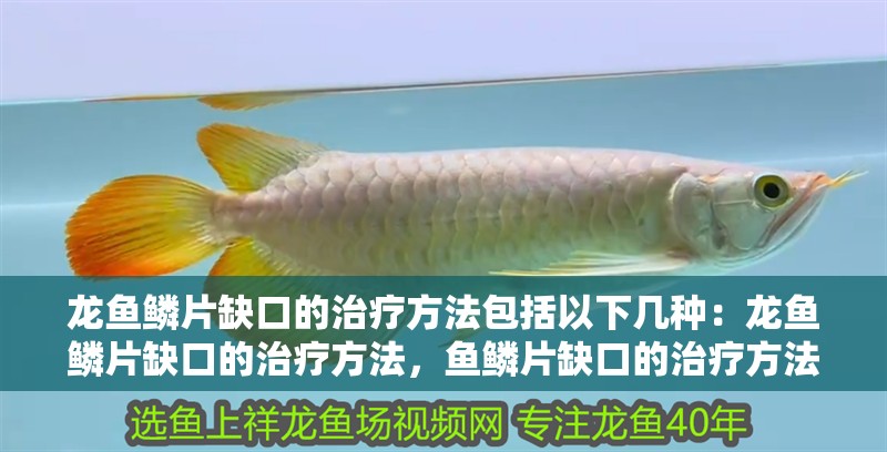 龍魚鱗片缺口的治療方法包括以下幾種：龍魚鱗片缺口的治療方法，魚鱗片缺口的治療方法