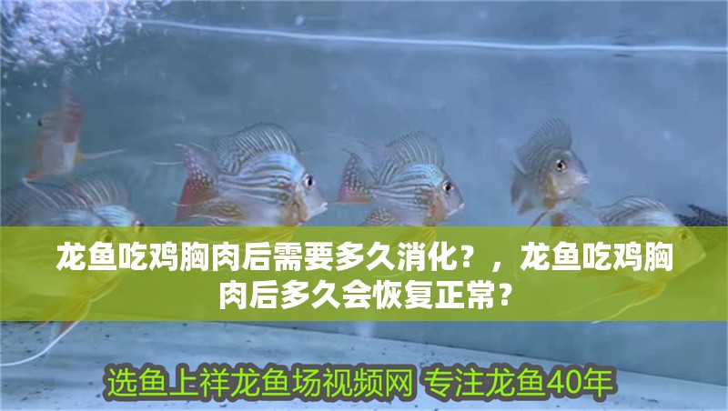 龍魚吃雞胸肉后需要多久消化？，龍魚吃雞胸肉后多久會(huì)恢復(fù)正常？