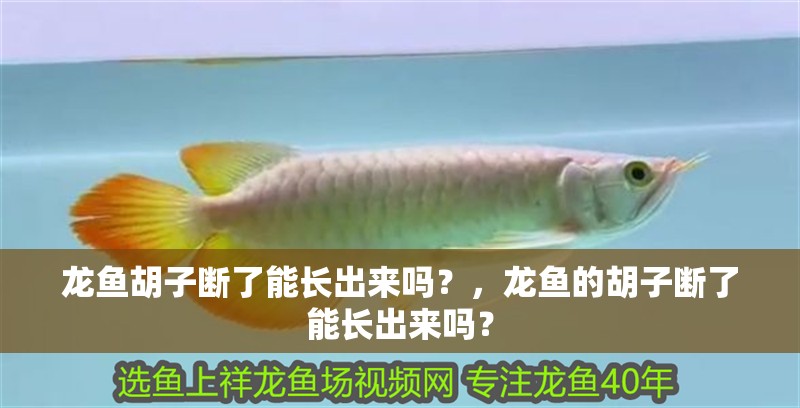 龍魚胡子斷了能長出來嗎？，龍魚的胡子斷了能長出來嗎？ 龍魚胡子斷了能長出來嗎？，龍魚的胡子斷了能長出來嗎？ 龍魚百科 第2張