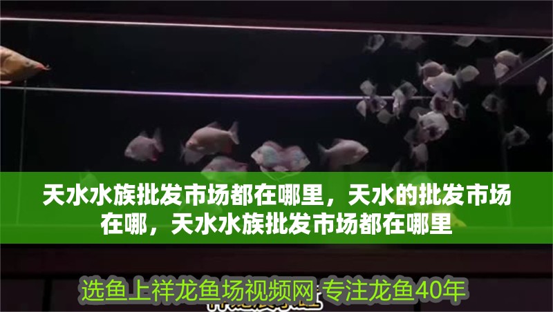 天水水族批發市場都在哪里，天水的批發市場在哪，天水水族批發市場都在哪里