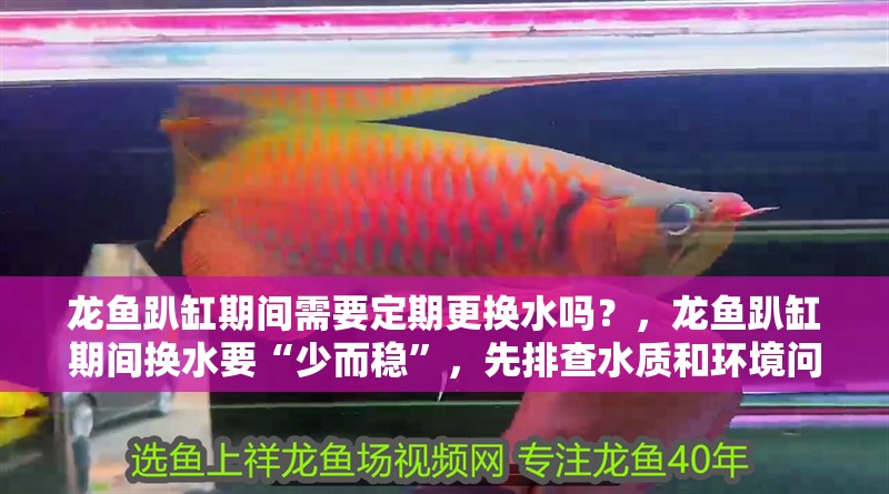 龍魚趴缸期間需要定期更換水嗎？，龍魚趴缸期間換水要“少而穩(wěn)”，先排查水質(zhì)和環(huán)境問題