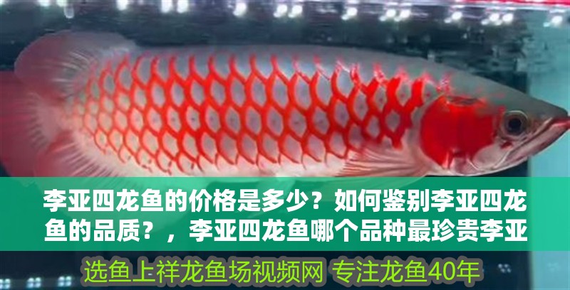 李亞四龍魚的價格是多少？如何鑒別李亞四龍魚的品質？，李亞四龍魚哪個品種最珍貴李亞四龍魚哪個品種最珍貴