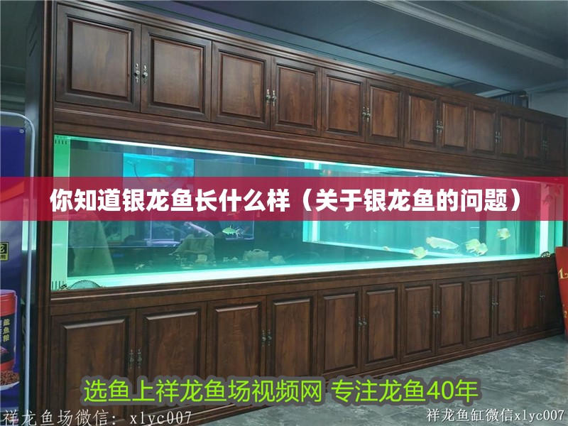 你知道銀龍魚長什么樣（關于銀龍魚的問題）