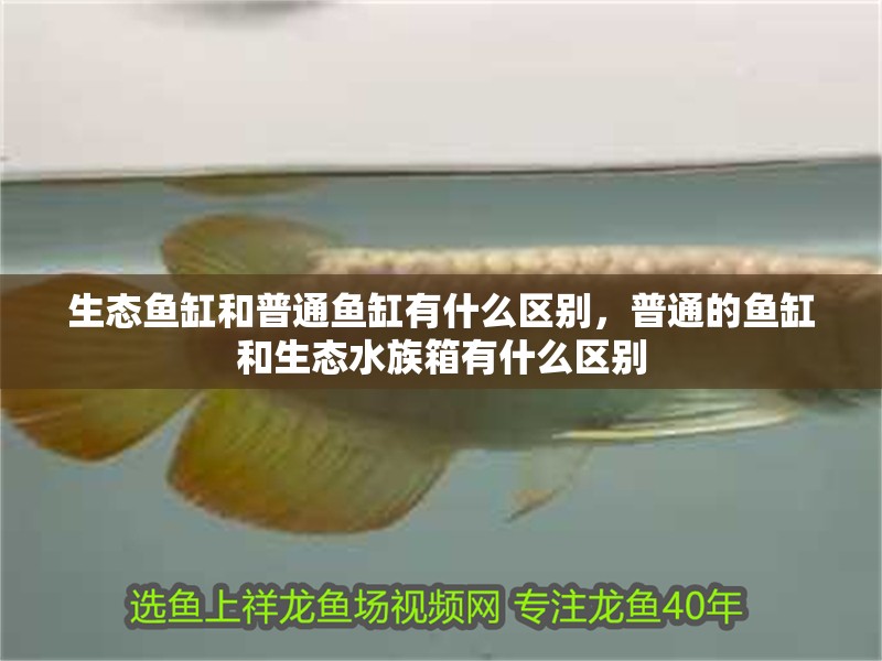 生態魚缸和普通魚缸有什么區別，普通的魚缸和生態水族箱有什么區別