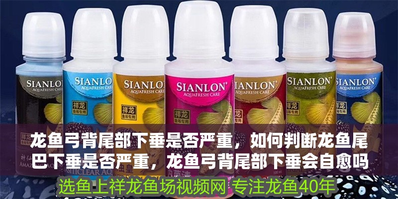 龍魚弓背尾部下垂是否嚴重，如何判斷龍魚尾巴下垂是否嚴重，龍魚弓背尾部下垂會自愈嗎如何判斷龍魚尾巴下垂是否嚴重