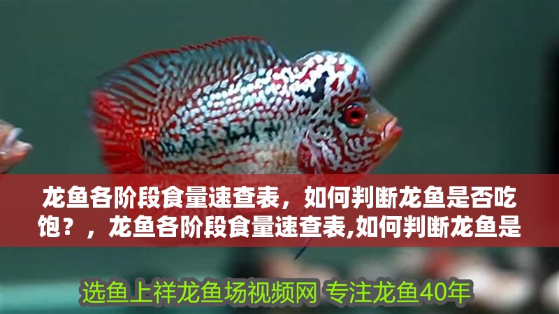 龍魚各階段食量速查表，如何判斷龍魚是否吃飽？，龍魚各階段食量速查表,如何判斷龍魚是否吃飽?