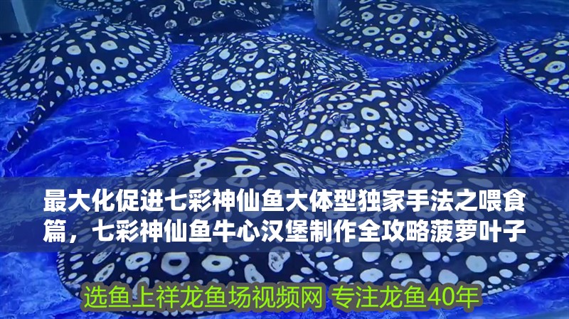 最大化促進七彩神仙魚大體型獨家手法之喂食篇，七彩神仙魚牛心漢堡制作全攻略菠蘿葉子旅行記