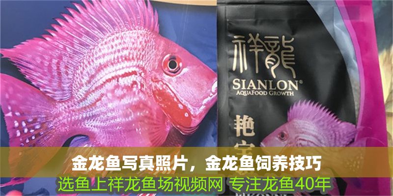 金龍魚寫真照片，金龍魚飼養技巧