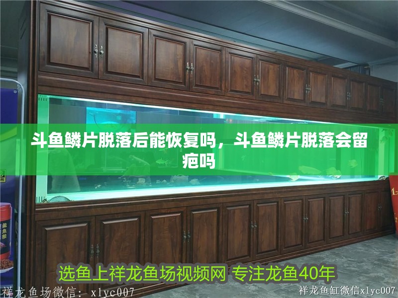 斗魚鱗片脫落后能恢復嗎，斗魚鱗片脫落會留疤嗎