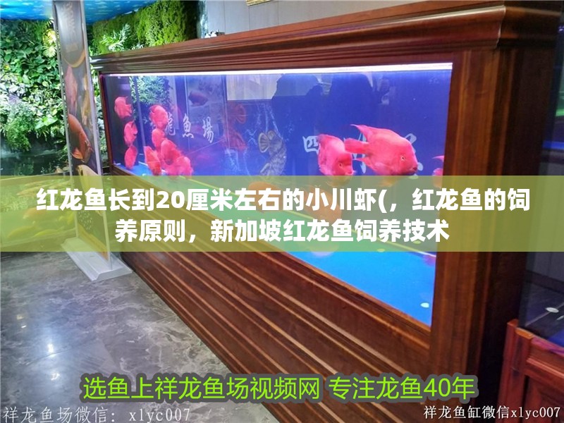 紅龍魚長到20厘米左右的小川蝦(,紅龍魚的飼養原則,新加坡紅龍魚飼養技術 觀賞魚百科 第2張 紅龍魚長到20厘米左右的小川蝦(,紅龍魚的飼養原則,新加坡紅龍魚飼養技術 紅龍魚長到20厘米左右的小川蝦(,紅龍魚的飼養原則,新加坡紅龍魚飼養技術 觀賞魚百科 第2張