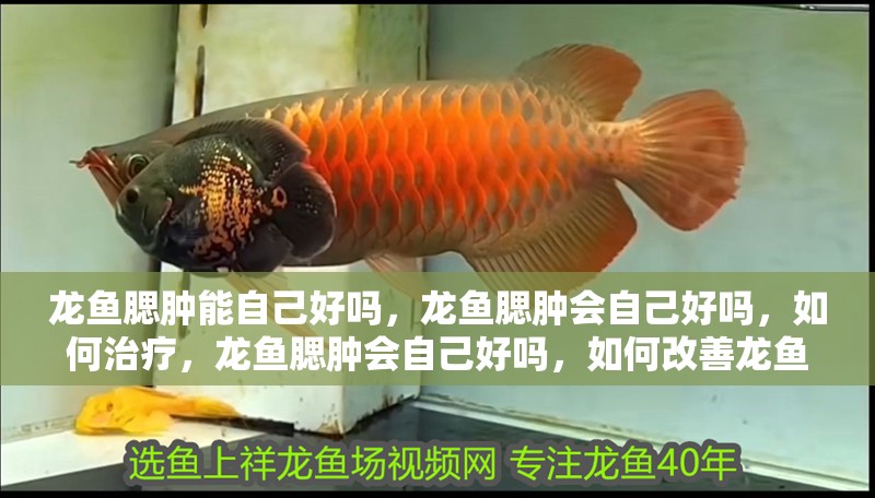龍魚腮腫能自己好嗎，龍魚腮腫會自己好嗎，如何治療，龍魚腮腫會自己好嗎，如何改善龍魚的水質？