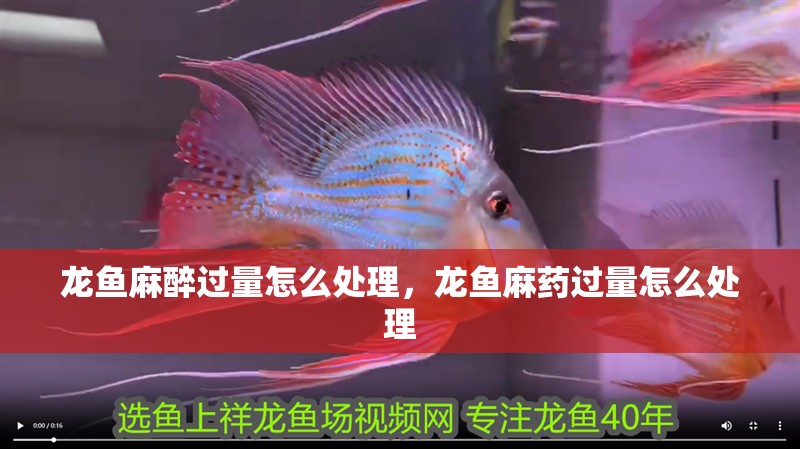 龍魚麻醉過量怎么處理，龍魚麻藥過量怎么處理