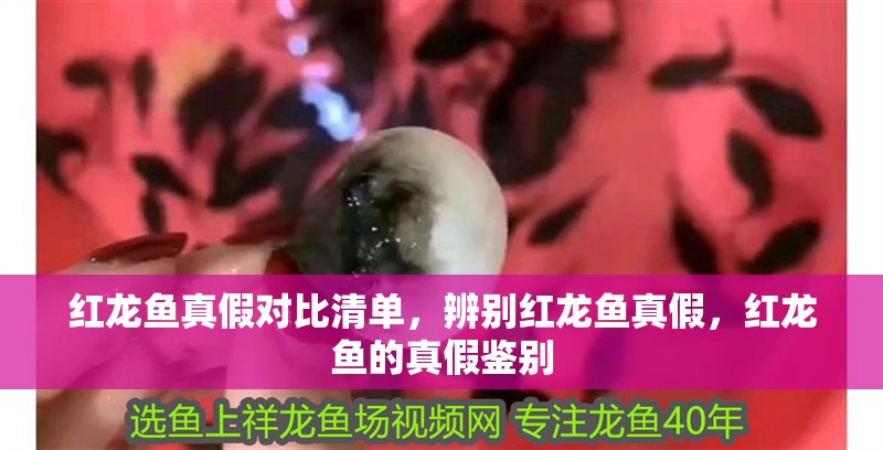 紅龍魚真假對比清單，辨別紅龍魚真假，紅龍魚的真假鑒別