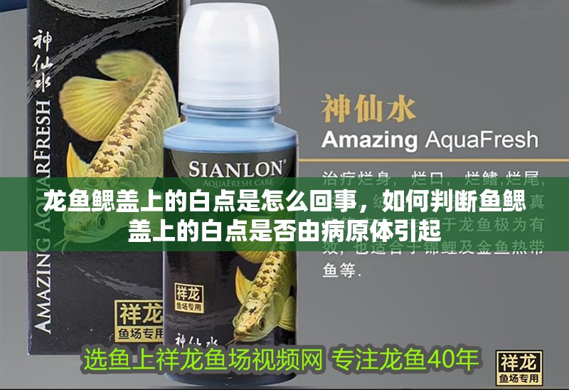 龍魚鰓蓋上的白點是怎么回事，如何判斷魚鰓蓋上的白點是否由病原體引起
