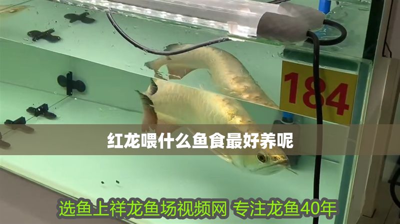 紅龍喂什么魚食最好養呢