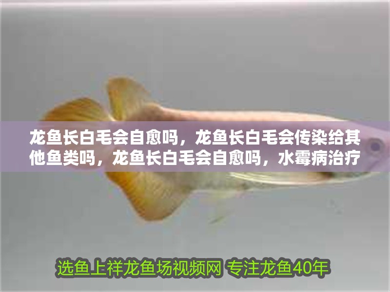 龍魚長白毛會自愈嗎，龍魚長白毛會傳染給其他魚類嗎，龍魚長白毛會自愈嗎，水霉病治療步驟清單
