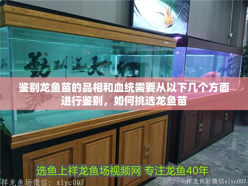 鑒別龍魚苗的品相和血統(tǒng)需要從以下幾個方面進行鑒別，如何挑選龍魚苗