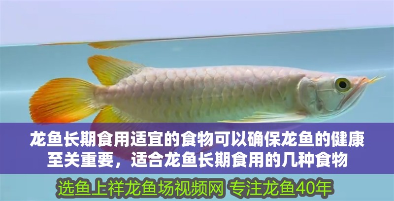 龍魚長期食用適宜的食物可以確保龍魚的健康至關重要，適合龍魚長期食用的幾種食物