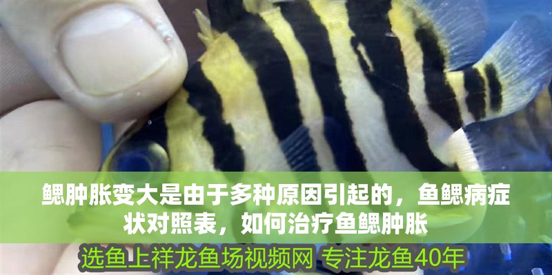 鰓腫脹變大是由于多種原因引起的，魚鰓病癥狀對照表，如何治療魚鰓腫脹