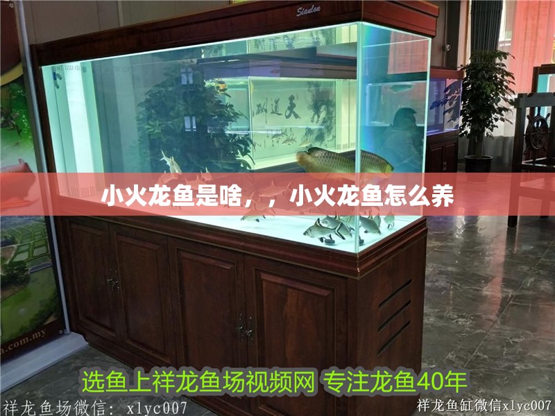 小火龍魚是啥，，小火龍魚怎么養