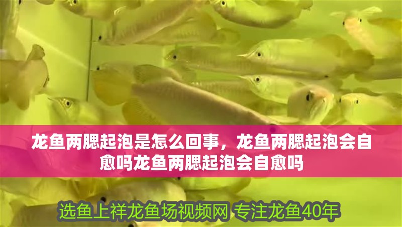 龍魚兩腮起泡是怎么回事，龍魚兩腮起泡會自愈嗎龍魚兩腮起泡會自愈嗎