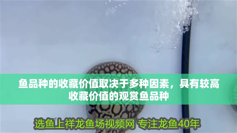 魚品種的收藏價值取決于多種因素，具有較高收藏價值的觀賞魚品種