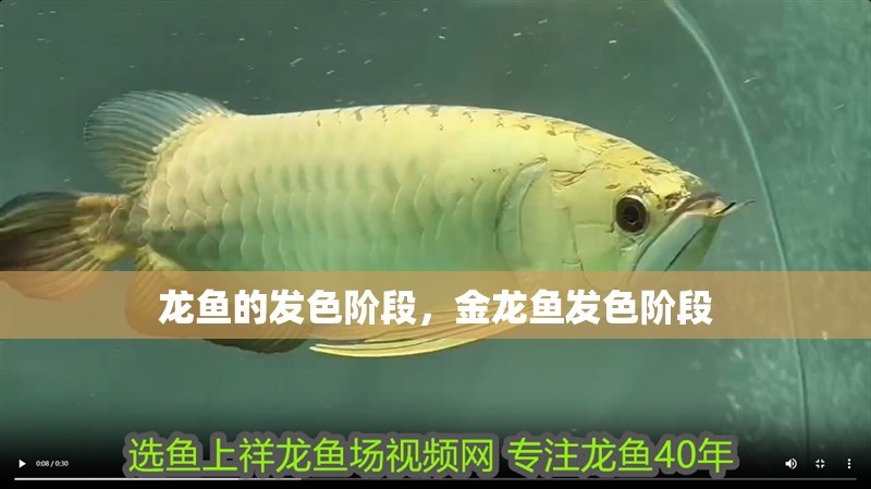 龍魚的發色階段，金龍魚發色階段
