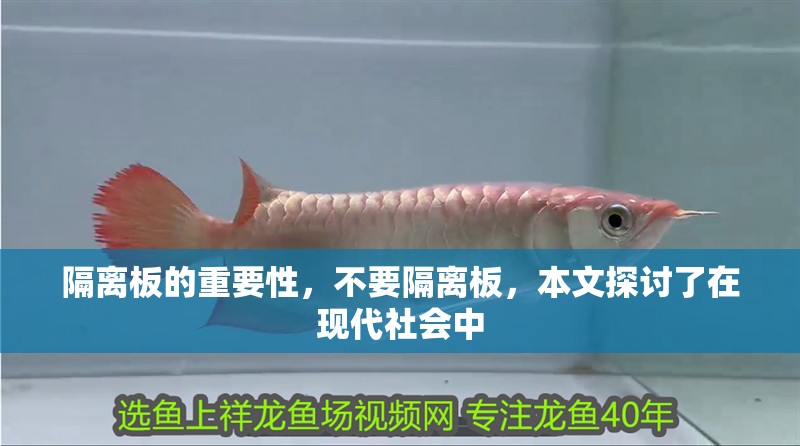 隔離板的重要性，不要隔離板，本文探討了在現代社會中 隔離板的重要性，不要隔離板，本文探討了在現代社會中 觀賞魚百科 第2張