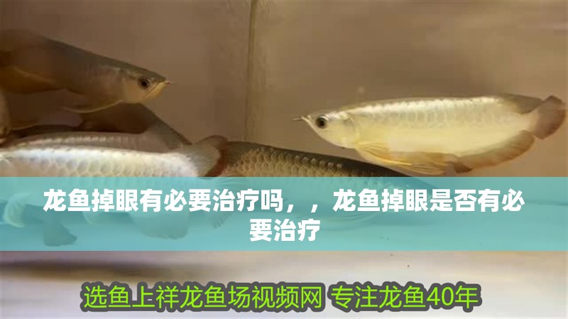 龍魚掉眼有必要治療嗎，，龍魚掉眼是否有必要治療 龍魚掉眼有必要治療嗎，，龍魚掉眼是否有必要治療 觀賞魚百科 第2張