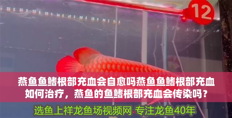 燕魚魚鰭根部充血會自愈嗎燕魚魚鰭根部充血如何治療，燕魚的魚鰭根部充血會傳染嗎？ 燕魚魚鰭根部充血會自愈嗎燕魚魚鰭根部充血如何治療，燕魚的魚鰭根部充血會傳染嗎？ 龍魚百科 第3張