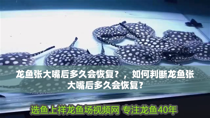 龍魚張大嘴后多久會恢復？，如何判斷龍魚張大嘴后多久會恢復？