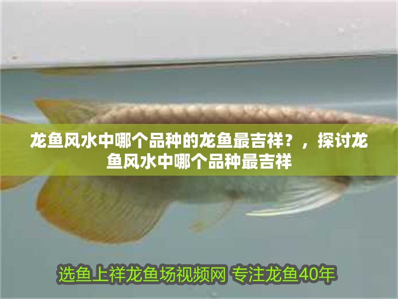 龍魚風水中哪個品種的龍魚最吉祥？，探討龍魚風水中哪個品種最吉祥