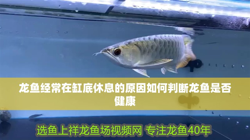 龍魚經常在缸底休息的原因如何判斷龍魚是否健康