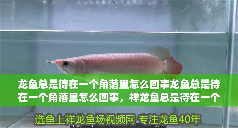 龍魚總是待在一個角落里怎么回事龍魚總是待在一個角落里怎么回事，祥龍魚總是待在一個角落里怎么回事(龍魚為什么一直在下面游游