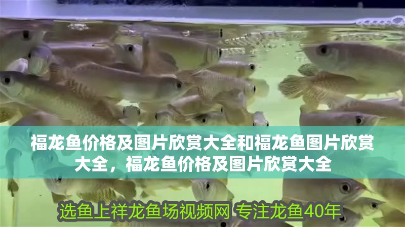 福龍魚價格及圖片欣賞大全和福龍魚圖片欣賞大全，福龍魚價格及圖片欣賞大全 福龍魚價格及圖片欣賞大全和福龍魚圖片欣賞大全，福龍魚價格及圖片欣賞大全 觀賞魚百科 第1張