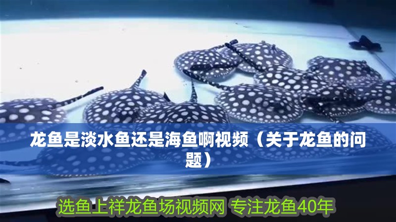 龍魚是淡水魚還是海魚啊視頻（關于龍魚的問題）
