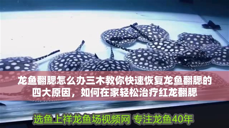 龍魚翻腮怎么辦三木教你快速恢復龍魚翻腮的四大原因，如何在家輕松治療紅龍翻腮