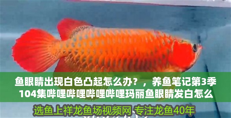 魚眼睛出現白色凸起怎么辦？，養魚筆記第3季104集嗶哩嗶哩嗶哩嗶哩瑪麗魚眼睛發白怎么回事