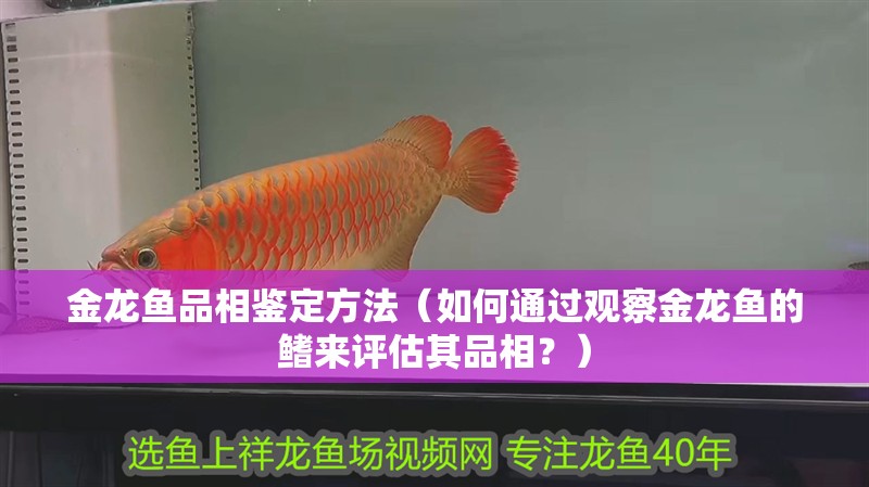 金龍魚品相鑒定方法（如何通過觀察金龍魚的鰭來評估其品相？）