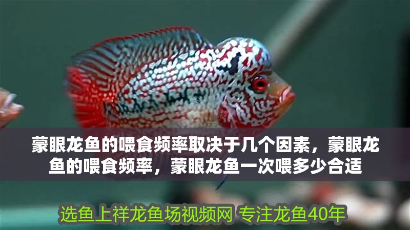 蒙眼龍魚的喂食頻率取決于幾個因素，蒙眼龍魚的喂食頻率，蒙眼龍魚一次喂多少合適