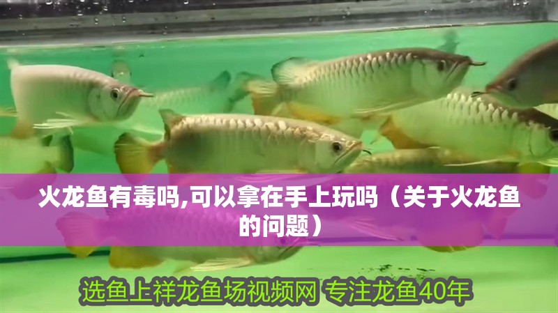 火龍魚有毒嗎,可以拿在手上玩嗎（關(guān)于火龍魚的問題）