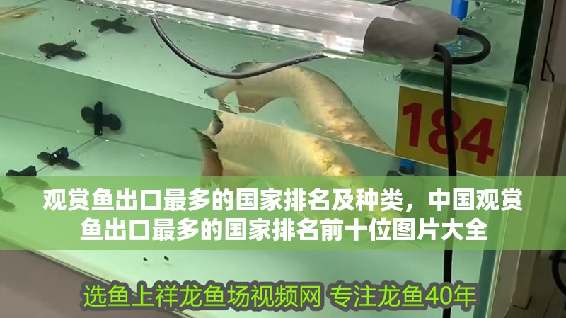 觀賞魚出口最多的國家排名及種類，中國觀賞魚出口最多的國家排名前十位圖片大全