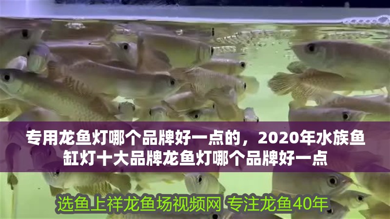 專用龍魚燈哪個(gè)品牌好一點(diǎn)的，2020年水族魚缸燈十大品牌龍魚燈哪個(gè)品牌好一點(diǎn)