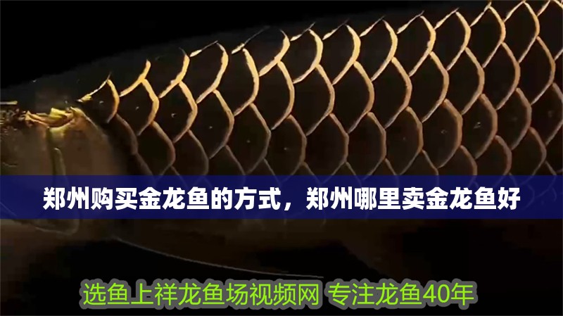 鄭州購買金龍魚的方式，鄭州哪里賣金龍魚好