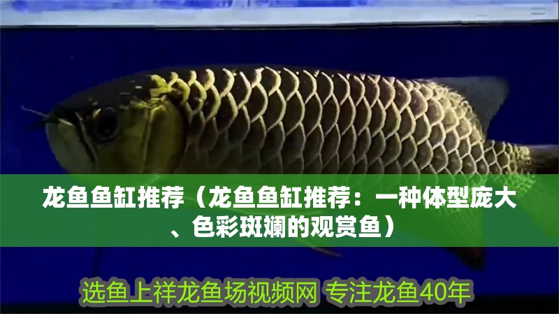 龍魚魚缸推薦（龍魚魚缸推薦：一種體型龐大、色彩斑斕的觀賞魚）
