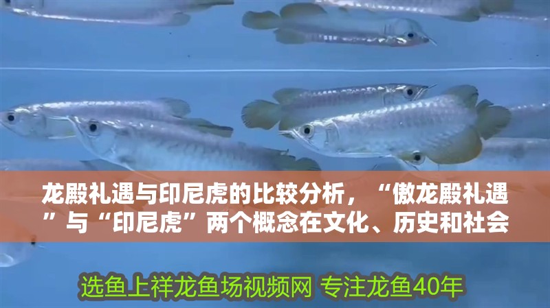 龍殿禮遇與印尼虎的比較分析，“傲龍殿禮遇”與“印尼虎”兩個概念在文化、歷史和社會背景方面的異同