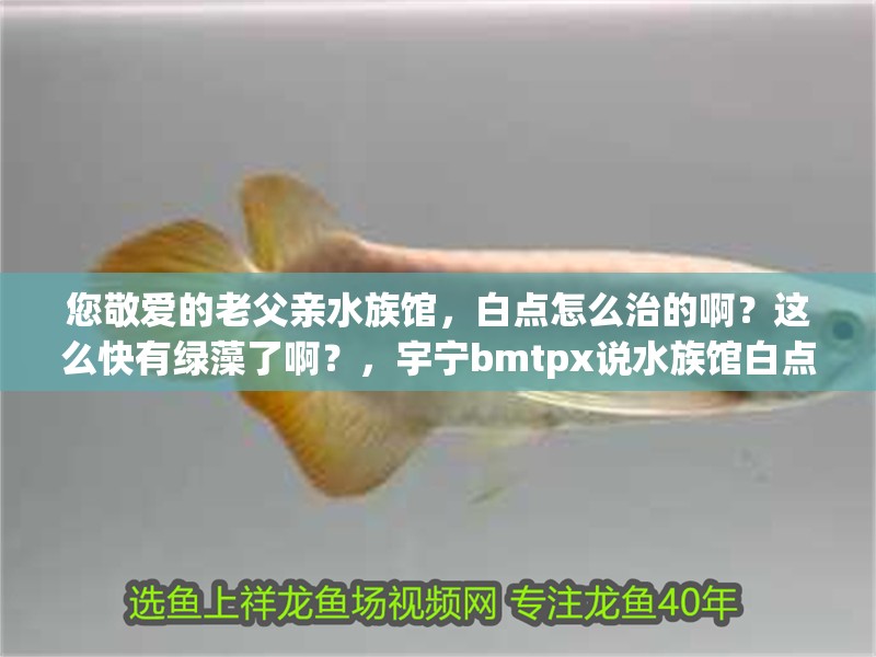 您敬愛的老父親水族館，白點怎么治的啊？這么快有綠藻了啊？，宇寧bmtpx說水族館白點怎么做的,水族館白點怎么治的啊